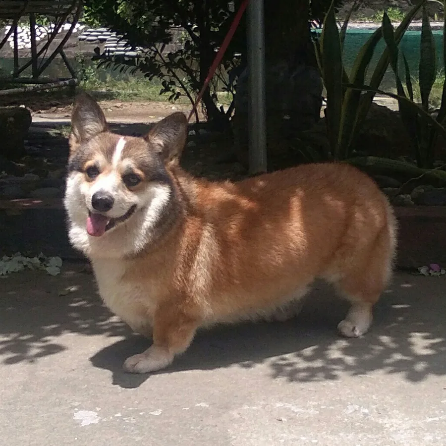 Pembroke Welsh Corgi dog