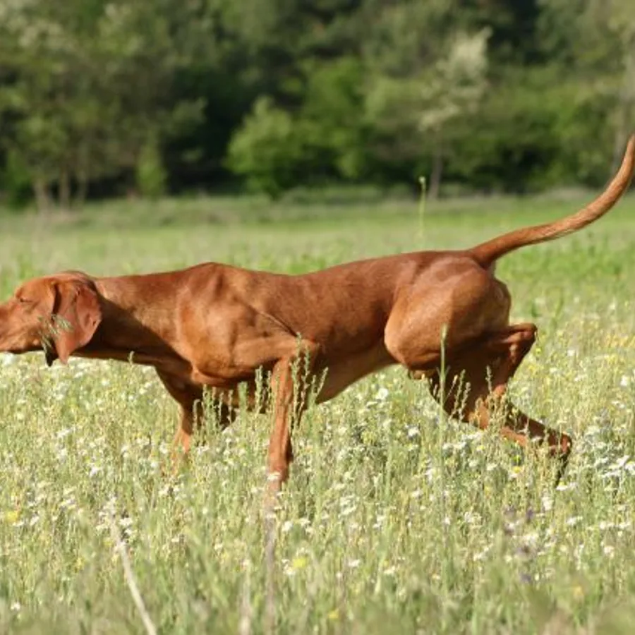 Pointer dog