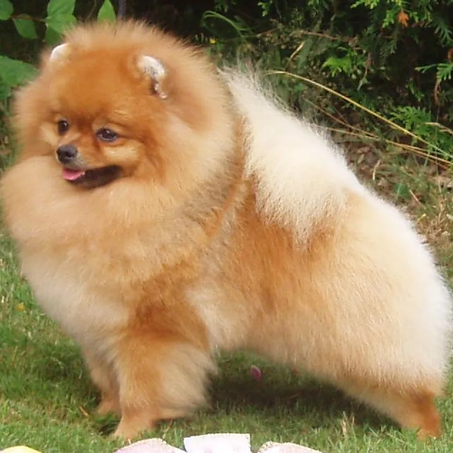 Pomeranian dog