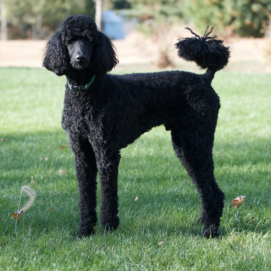 Poodle dog