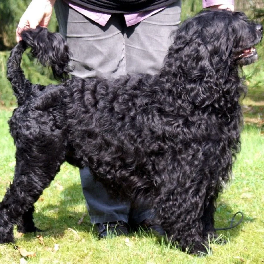Portuguese Water Dog dog