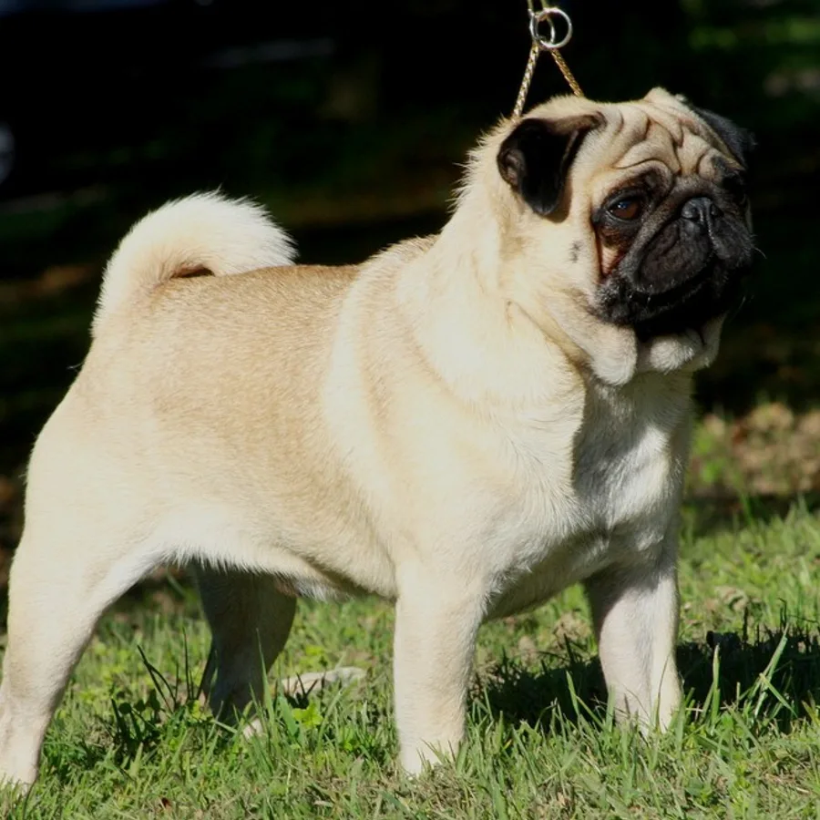 Pug dog