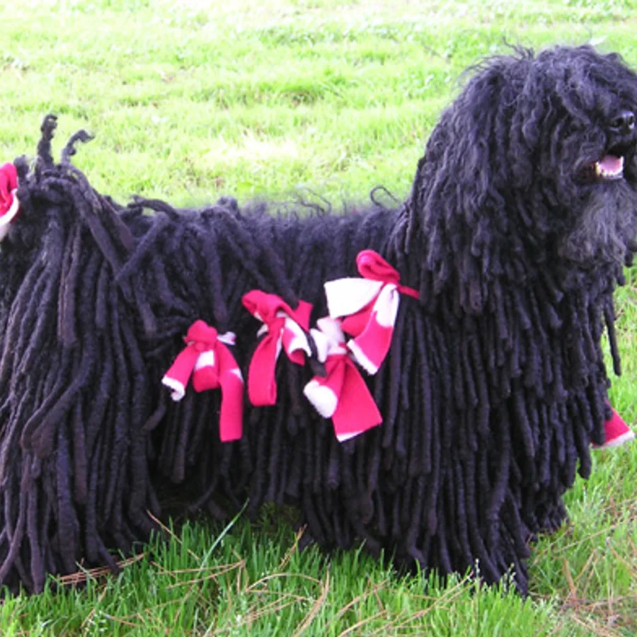 Puli dog