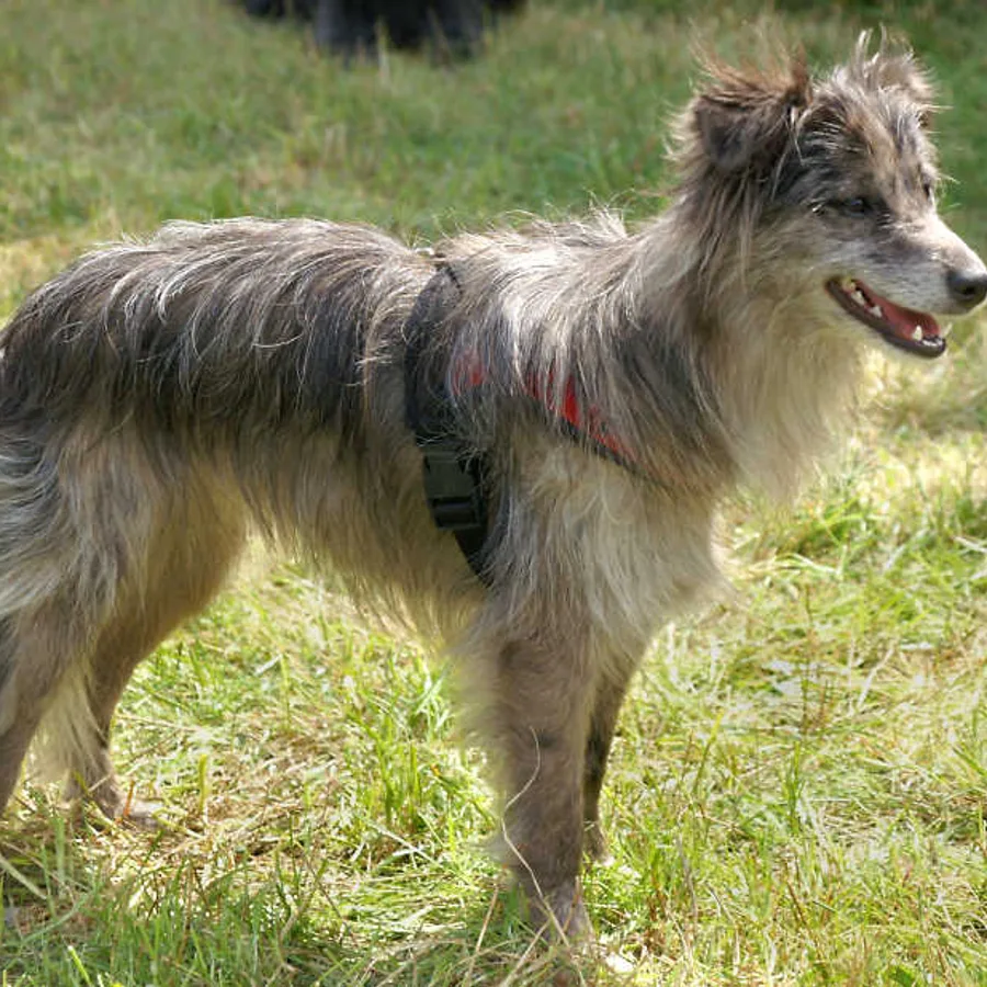 Pyrenean Shepherd dog