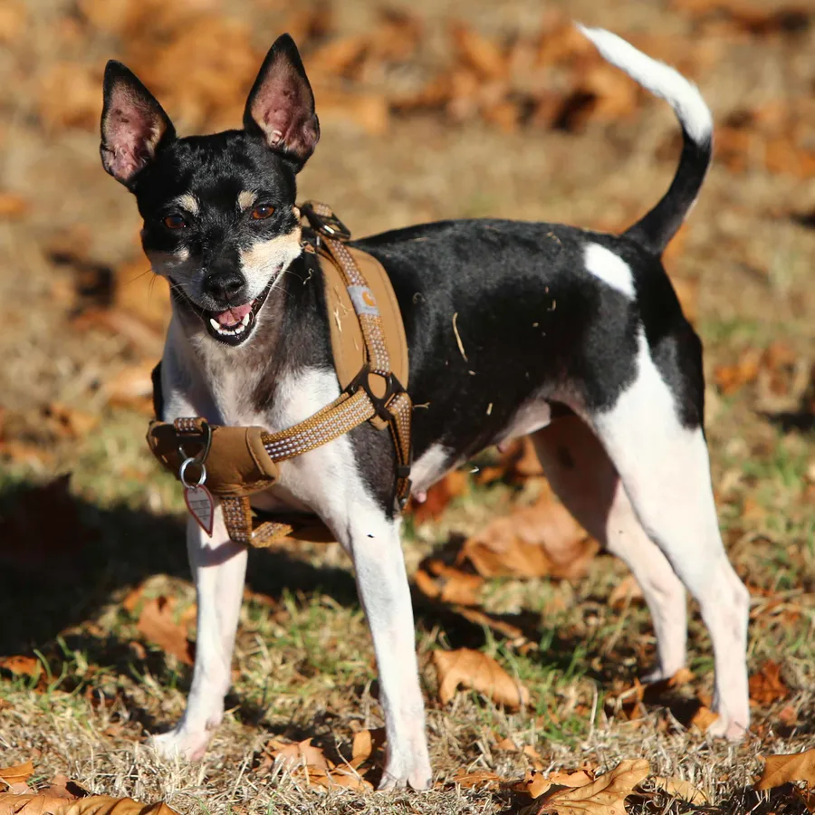 Rat Terrier dog