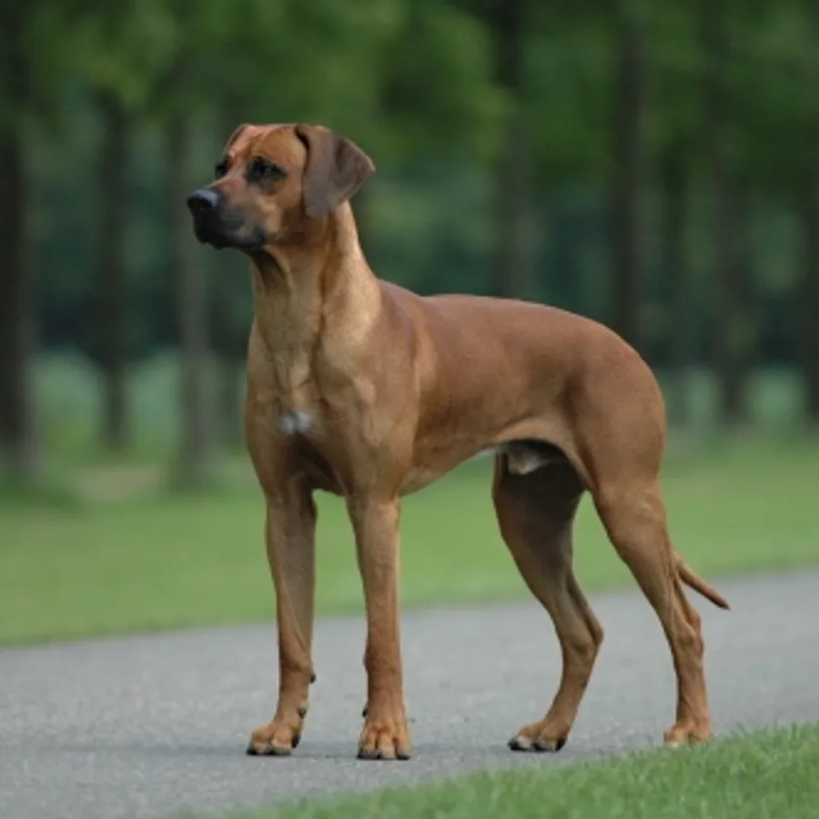 Rhodesian Ridgeback dog