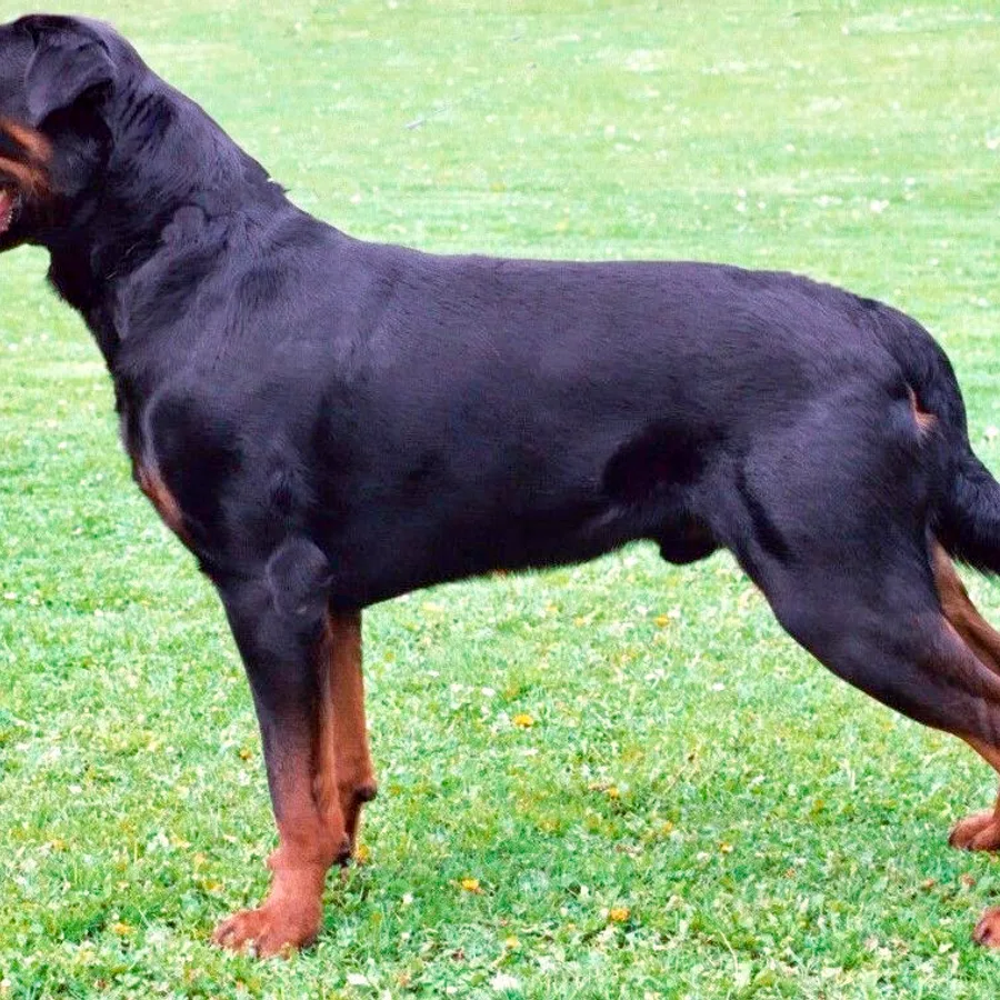 Rottweiler dog