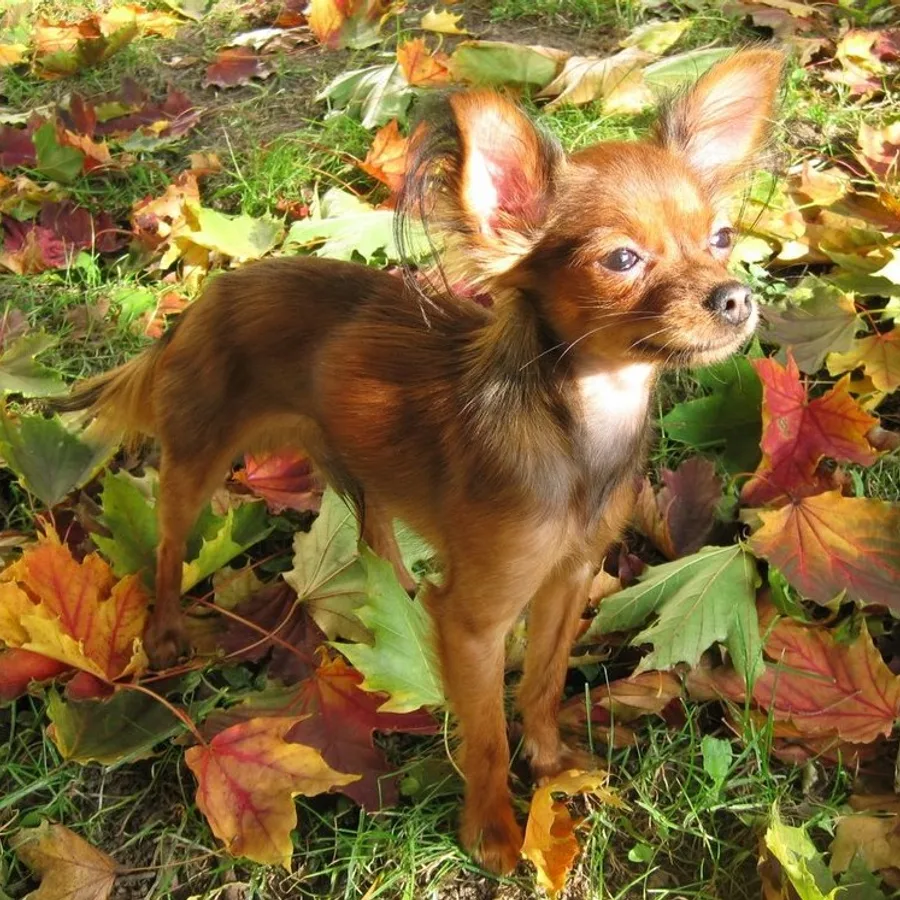 Russian Toy dog