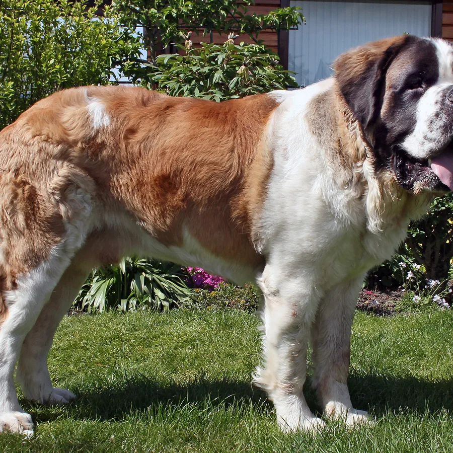 Saint Bernard dog