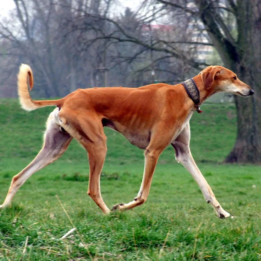 Saluki dog