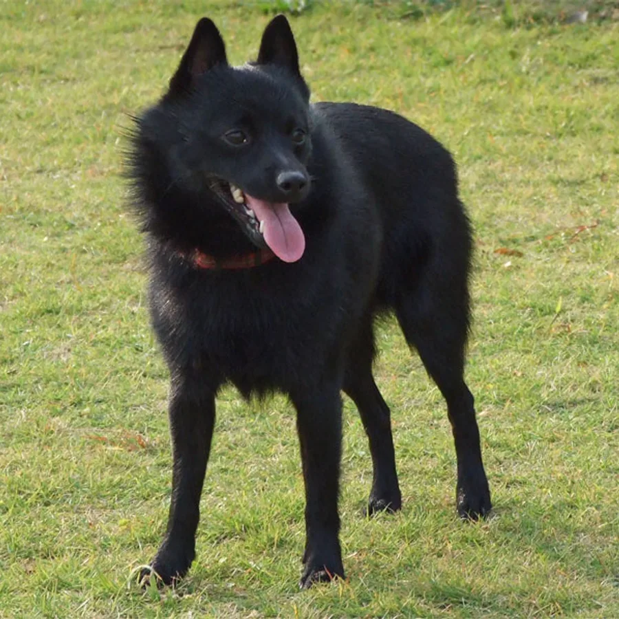 Schipperke dog