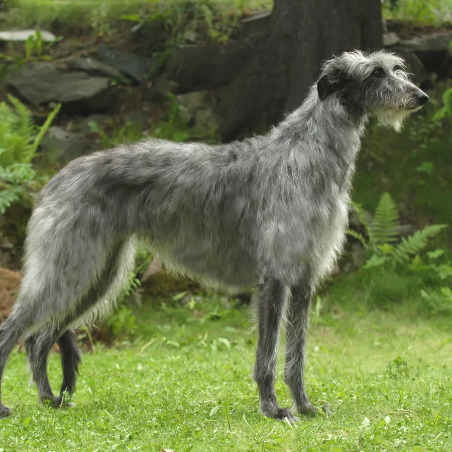 Scottish Deerhound dog