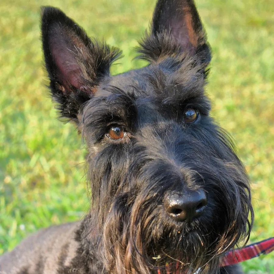 Scottish Terrier dog