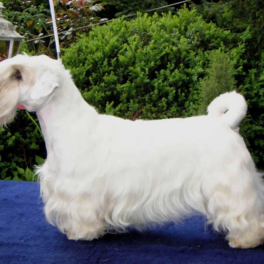 Sealyham Terrier dog