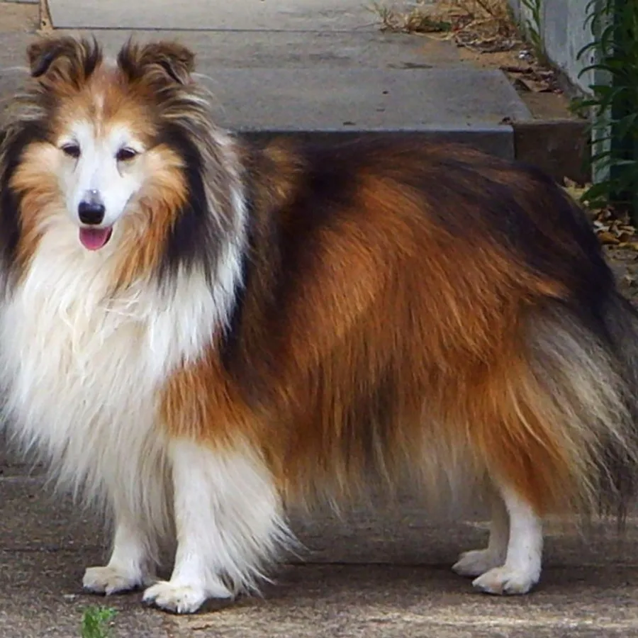 Shetland Sheepdog dog