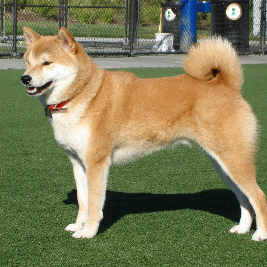 Shiba Inu dog