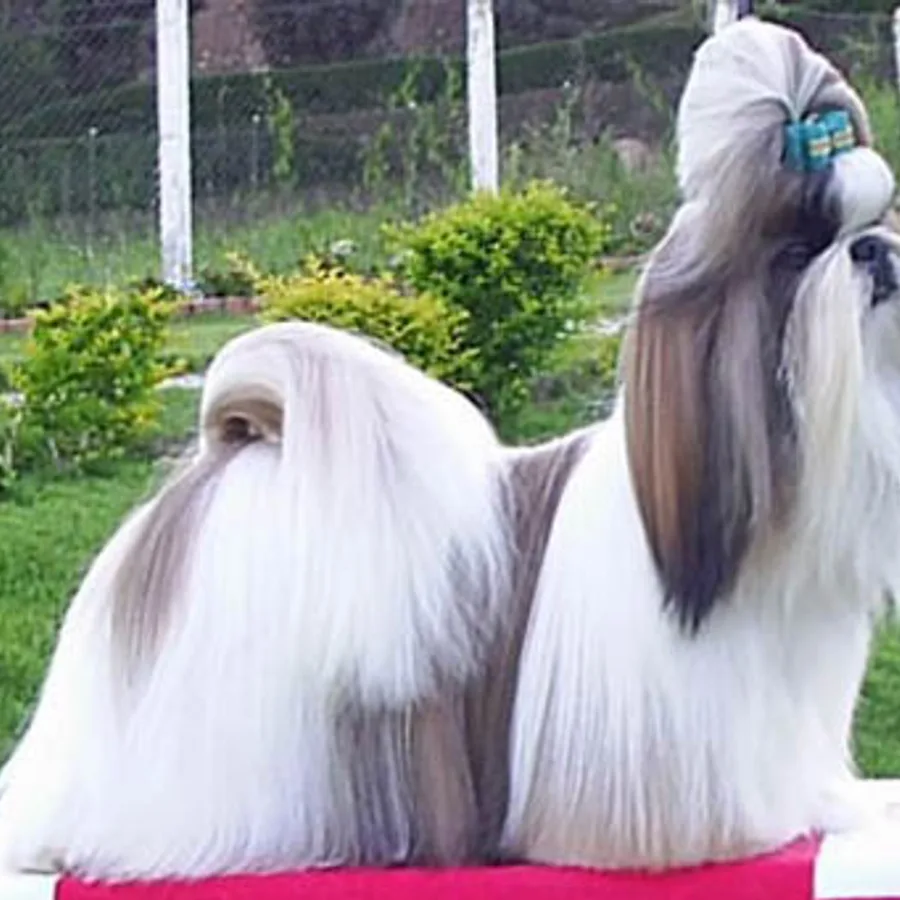 Shih Tzu dog
