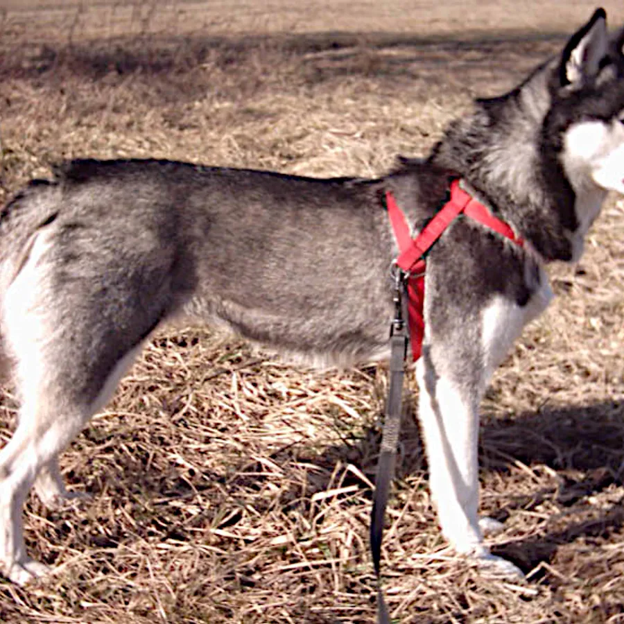 Siberian Husky dog