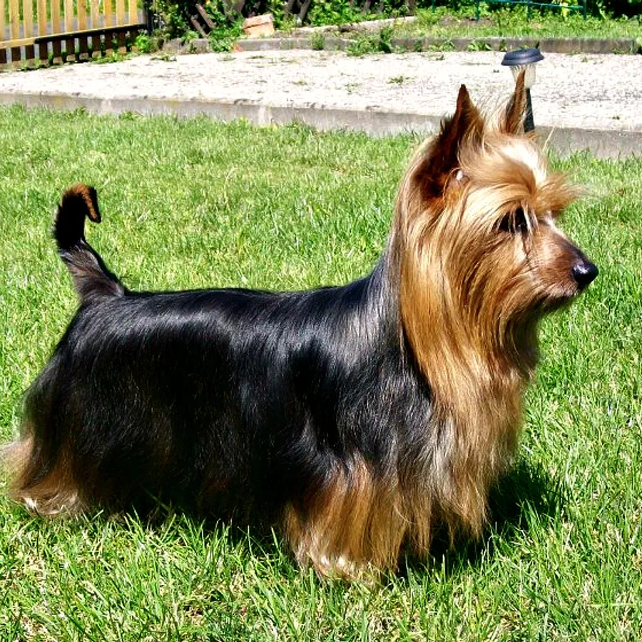 Silky Terrier dog
