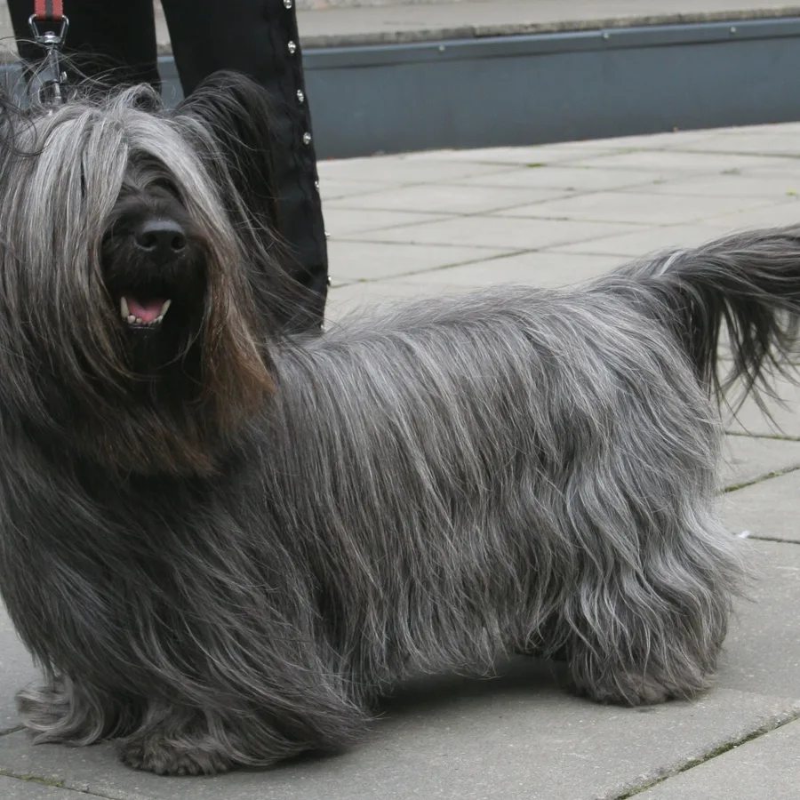 Skye Terrier dog