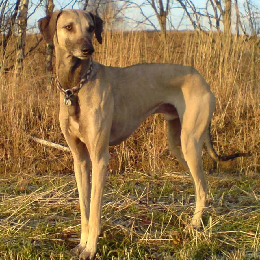 Sloughi dog