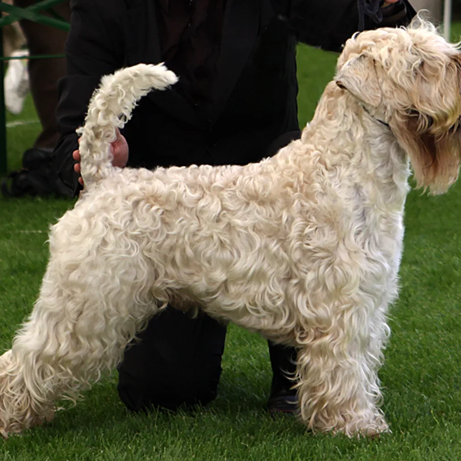 Soft Coated Wheaten Terrier dog