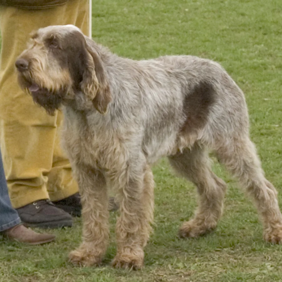 Spinone Italiano dog