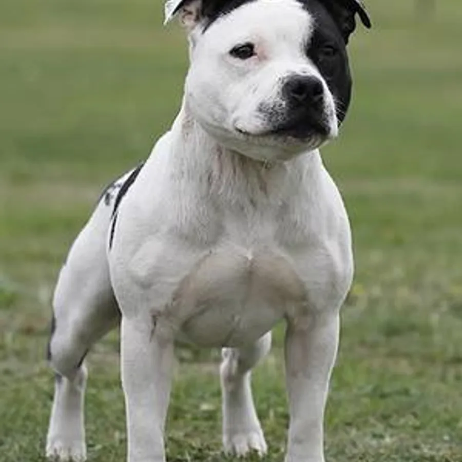 Staffordshire Bull Terrier dog