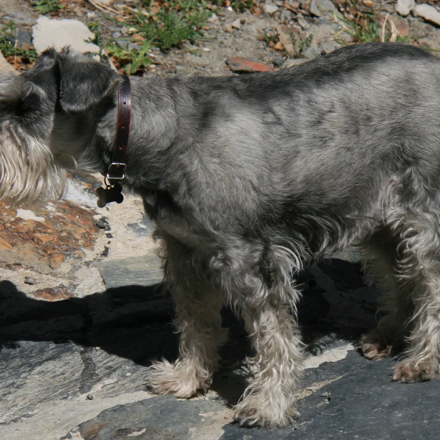 Standard Schnauzer dog