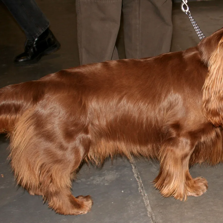 Sussex Spaniel dog