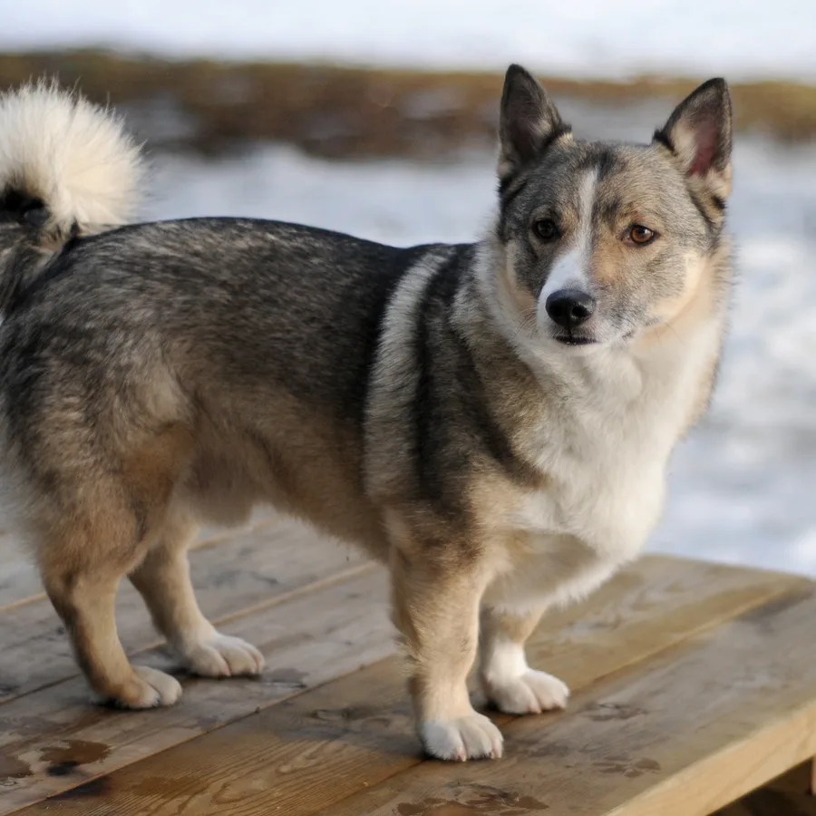Swedish Vallhund dog