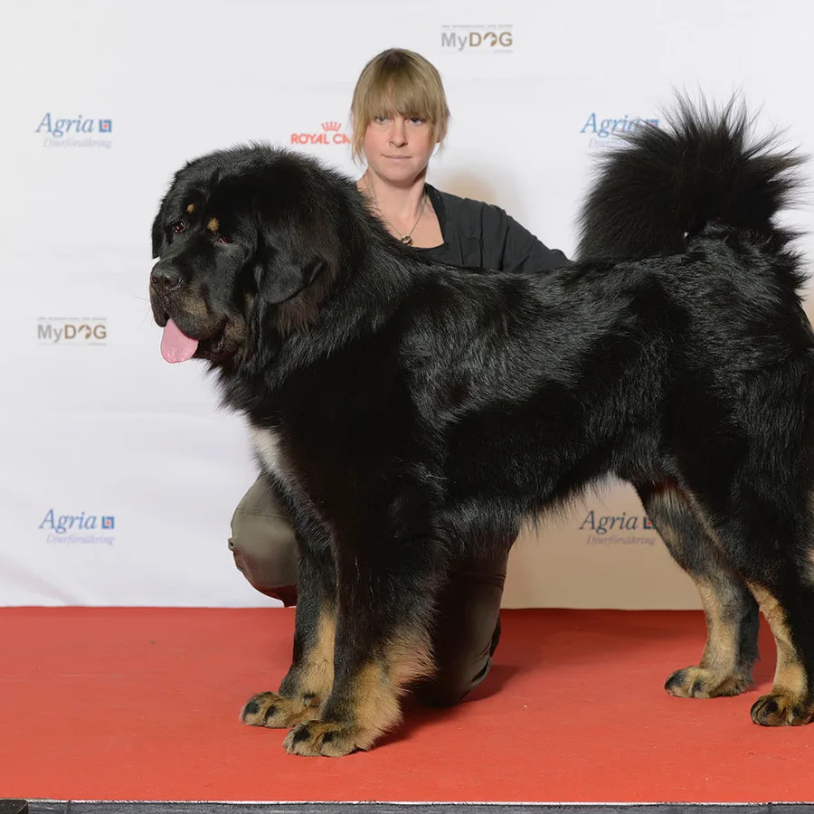 Tibetan Mastiff dog