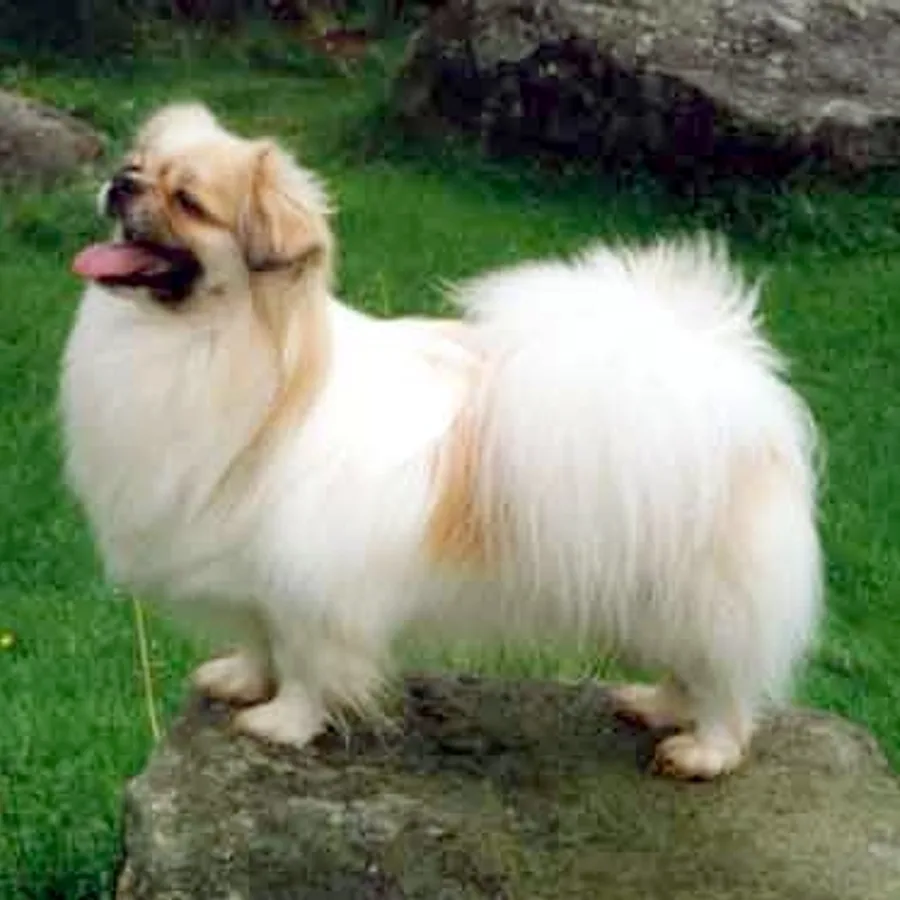 Tibetan Spaniel dog