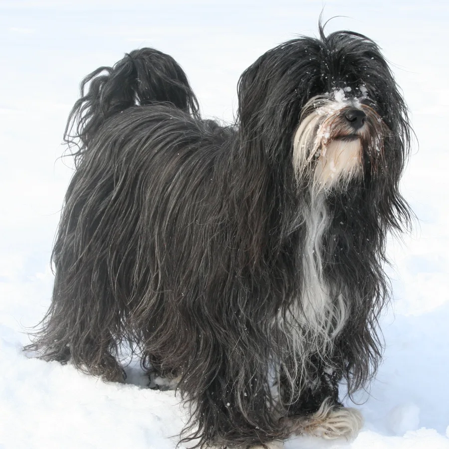 Tibetan Terrier dog