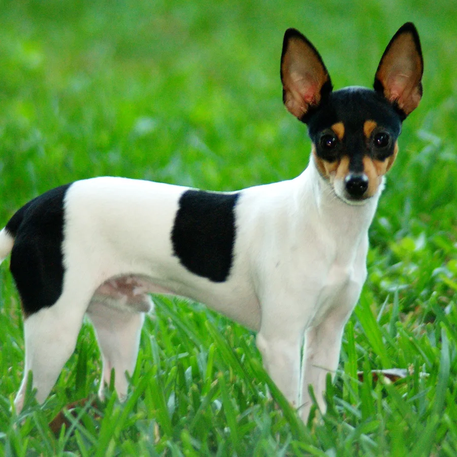 Toy Fox Terrier dog