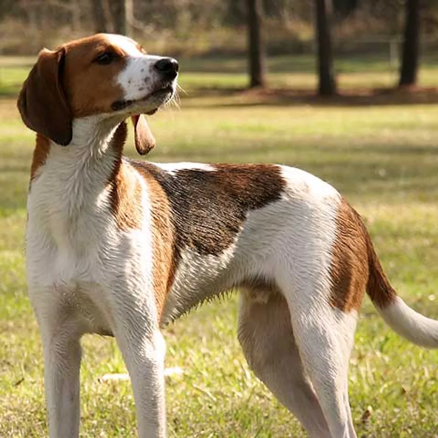Treeing Walker Coonhound dog