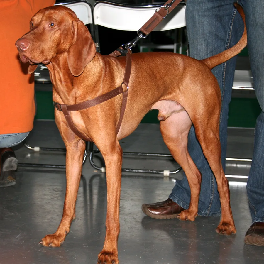 Vizsla dog