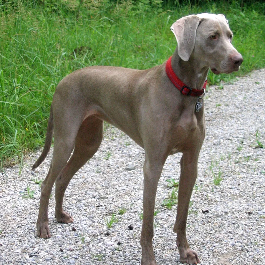 Weimaraner dog
