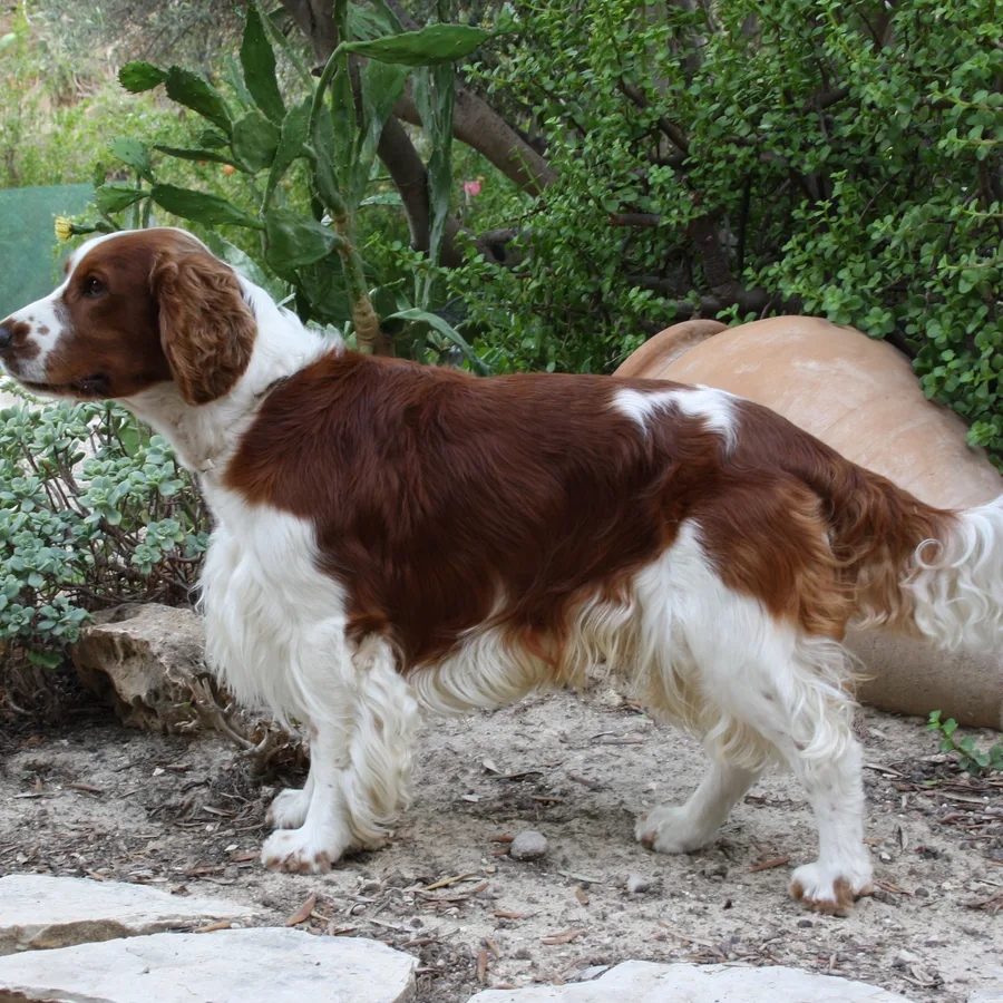 Welsh Springer Spaniel dog