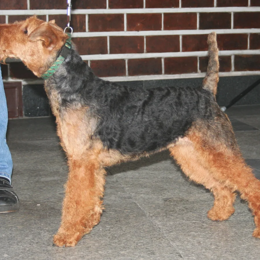 Welsh Terrier dog