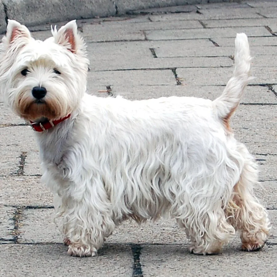 West Highland White Terrier dog