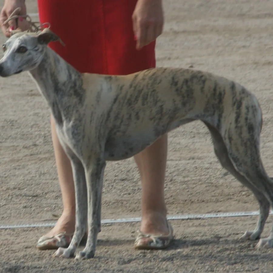 Whippet dog