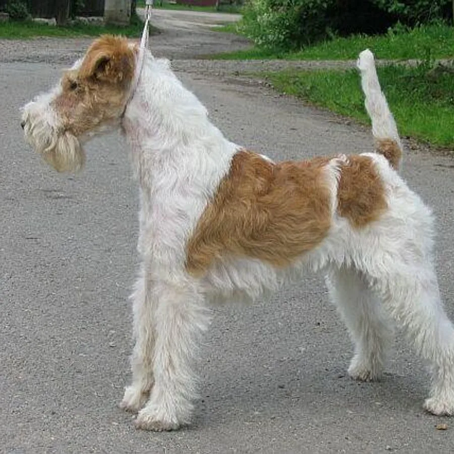 Wire Fox Terrier dog