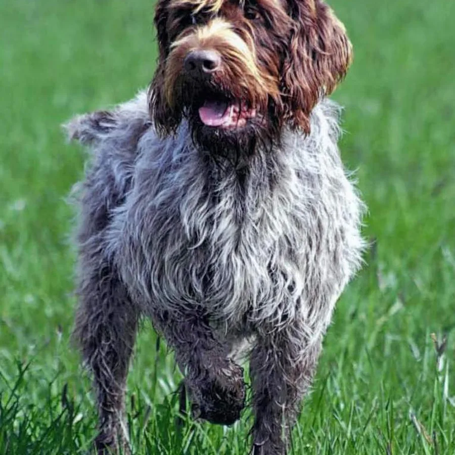 Wirehaired Pointing Griffon dog
