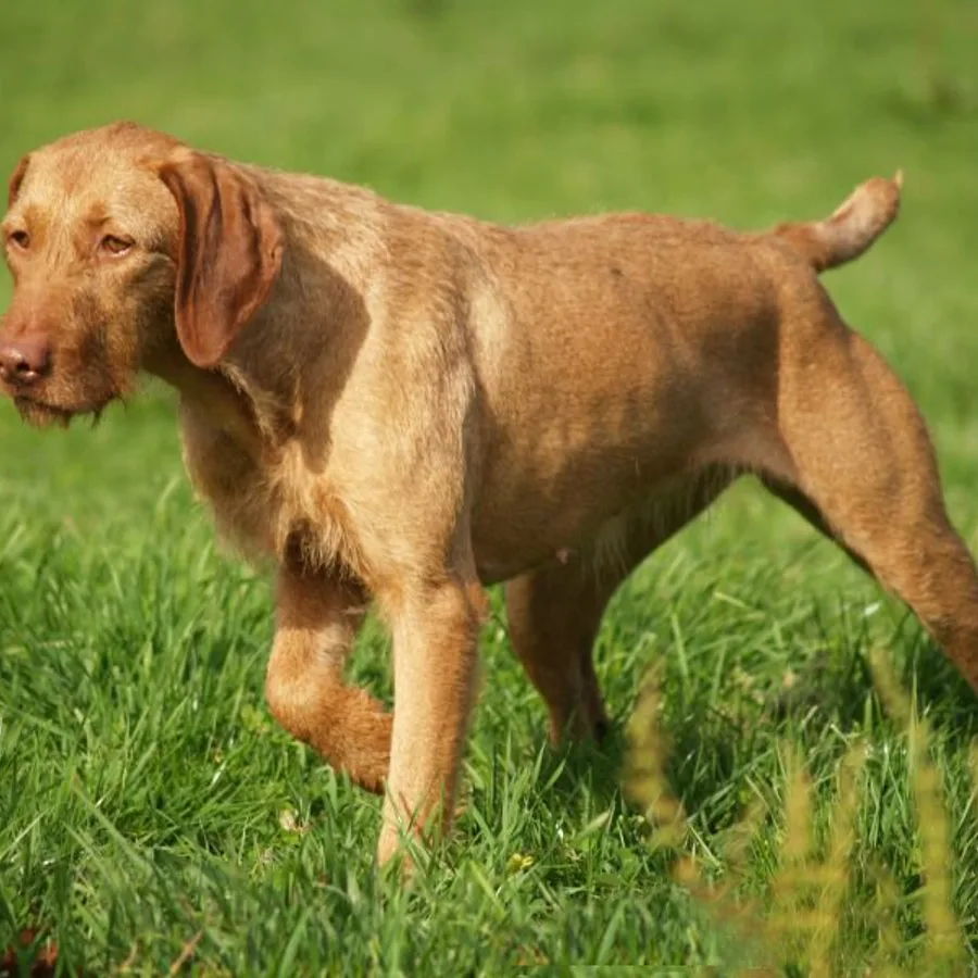 Wirehaired Vizsla dog