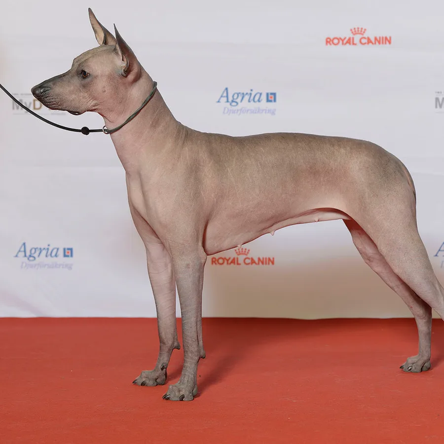 Xoloitzcuintli dog