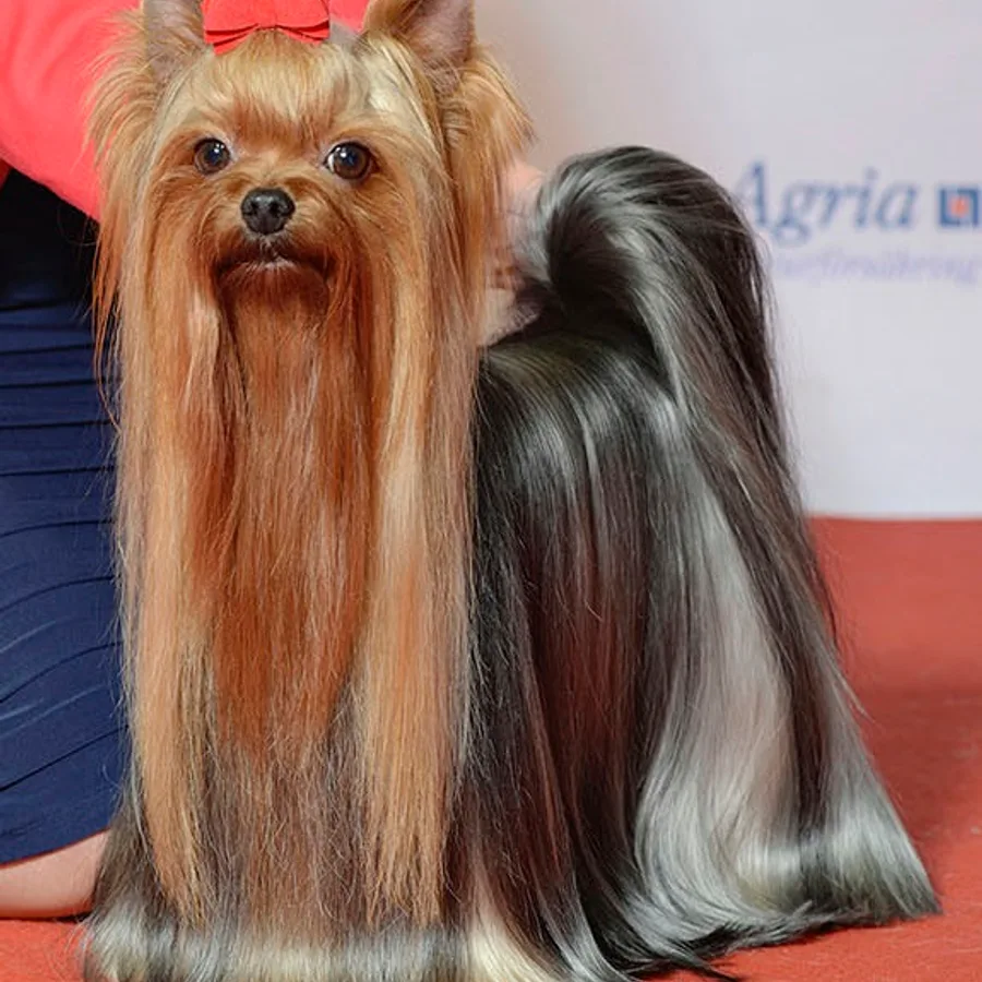 Yorkshire Terrier dog